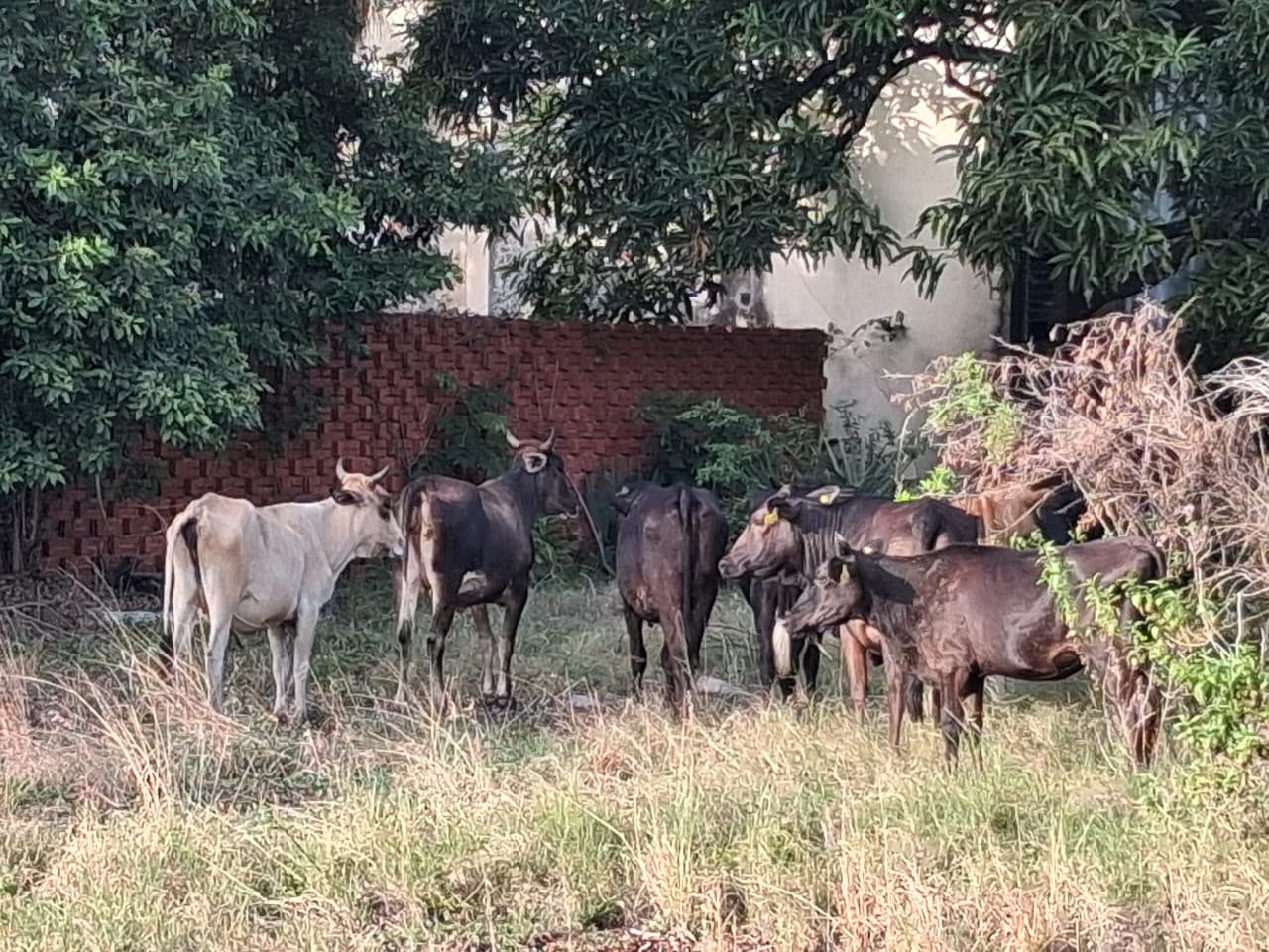 AYUNTAMIENTO DE PUERTO PLATA REACTIVA OPERATIVO PARA RETIRAR ANIMALES DE LA VIAS PÚBLICAS
